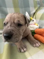 Aloysius , a male Great Dane for sale in Texas City, TX – Photo 4 of 5