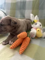 Aloysius , a male Great Dane for sale in Texas City, TX – Photo 3 of 5