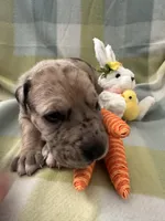 Aloysius , a male Great Dane for sale in Texas City, TX – Photo 2 of 5