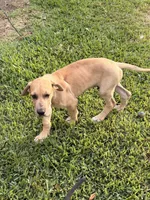 Aloysius , a male Great Dane for sale in Texas City, TX – 9 of 10