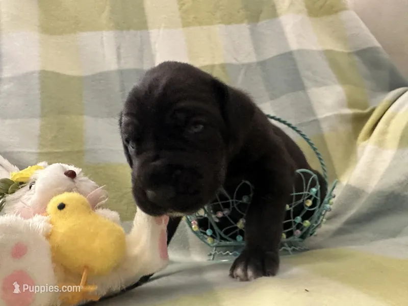 Macrina – Great Dane puppy for sale in Texas City, TX