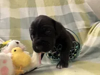 Macrina, a female Great Dane for sale in Texas City, TX – Photo 1 of 6