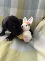 Macrina, a female Great Dane for sale in Texas City, TX – Photo 4 of 6