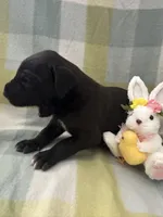 Macrina, a female Great Dane for sale in Texas City, TX – Photo 2 of 6