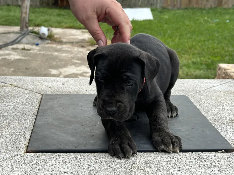 Macrina – Great Dane puppy for sale in Texas City, TX