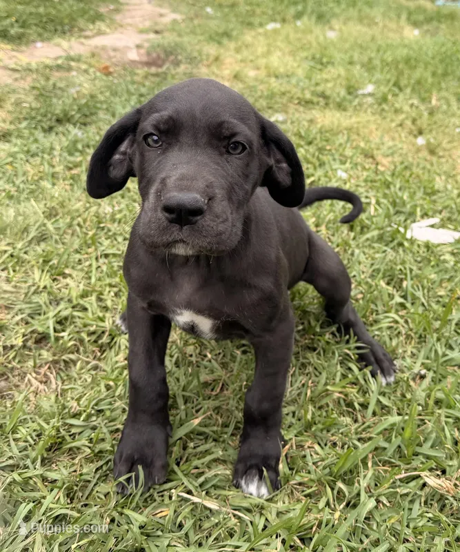 Macrina – Great Dane puppy for sale in Texas City, TX
