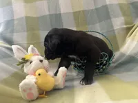 Macrina, a female Great Dane for sale in Texas City, TX – Photo 3 of 6