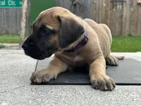 Joan, a female Great Dane for sale in Texas City, TX – 5 of 7