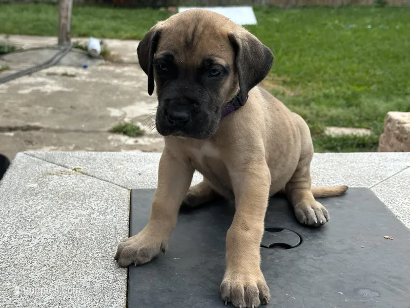 Joan – Great Dane puppy for sale in Texas City, TX