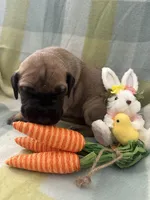 Joan, a female Great Dane for sale in Texas City, TX – Photo 4 of 7