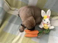 Joan, a female Great Dane for sale in Texas City, TX – Photo 2 of 7