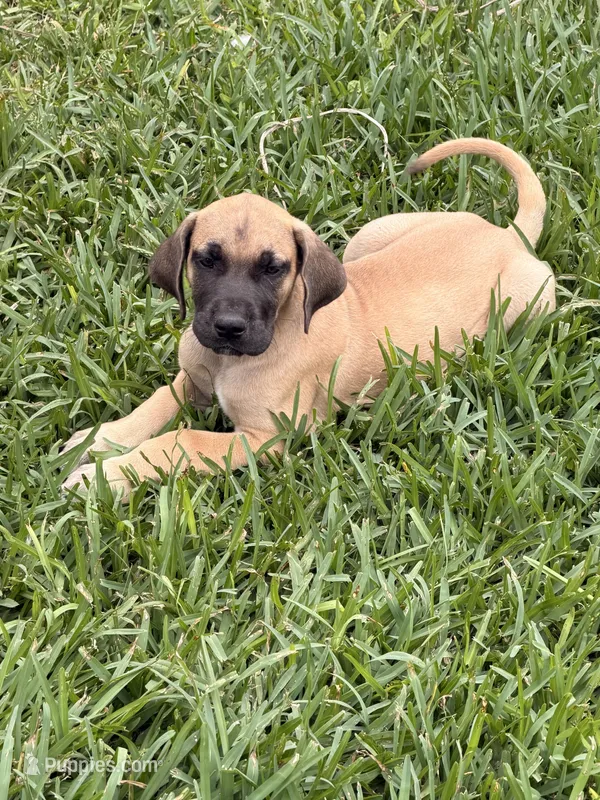 Joan – Great Dane puppy for sale in Texas City, TX