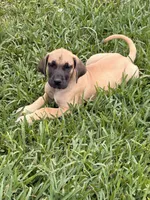 Joan, a female Great Dane for sale in Texas City, TX – 1 of 7