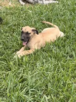 Joan, a female Great Dane for sale in Texas City, TX – 2 of 7