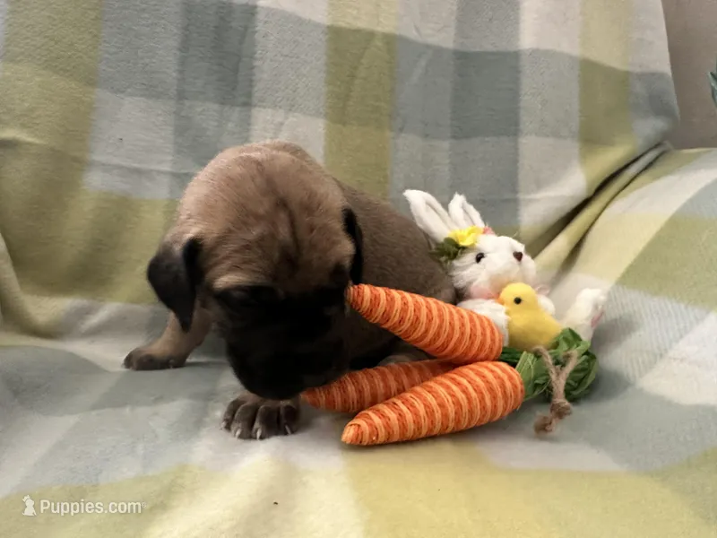 Joan – Great Dane puppy for sale in Texas City, TX