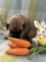 Joan, a female Great Dane for sale in Texas City, TX – Photo 5 of 7