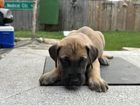 Joan, a female Great Dane for sale in Texas City, TX – 4 of 7