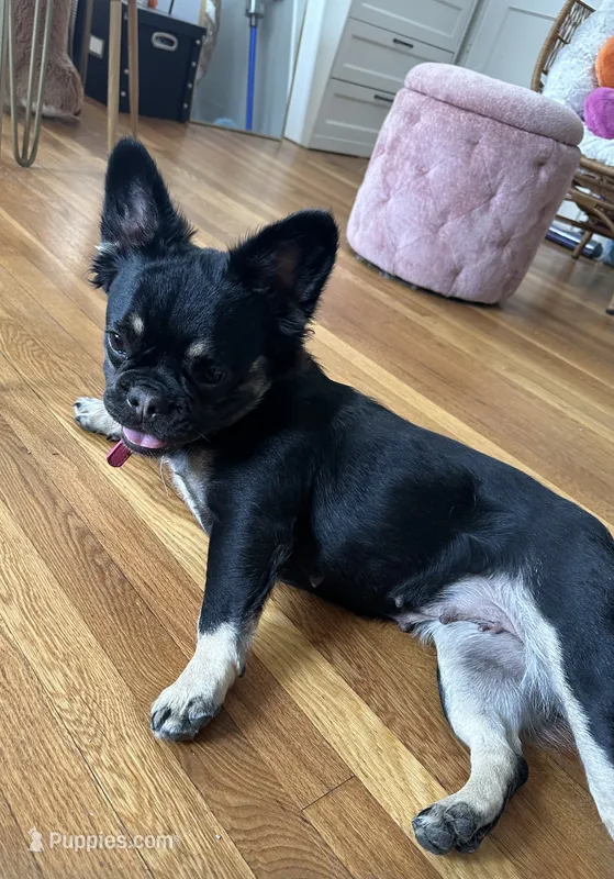 Lily, a female French Bulldog for sale in Boston, MA – 1 of 2