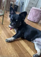 Lily, a female French Bulldog for sale in Boston, MA – 2 of 2