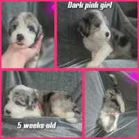 Daisy (dark pink collar), a female Sheepadoodle for sale in Canton, OH – 2 of 8