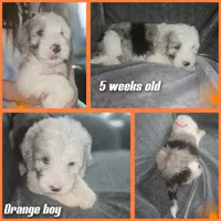 Orchid (orange collar), a male Sheepadoodle for sale in Canton, OH – 2 of 9