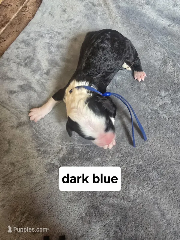 Hosta (dark blue collar) – Sheepadoodle puppy for sale in Canton, OH