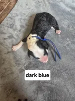 Hosta (dark blue collar), a male Sheepadoodle for sale in Canton, OH – Photo 1 of 5