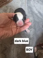 Hosta (dark blue collar), a male Sheepadoodle for sale in Canton, OH – Photo 2 of 5