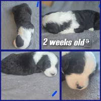 Hosta (dark blue collar), a male Sheepadoodle for sale in Canton, OH – 4 of 7