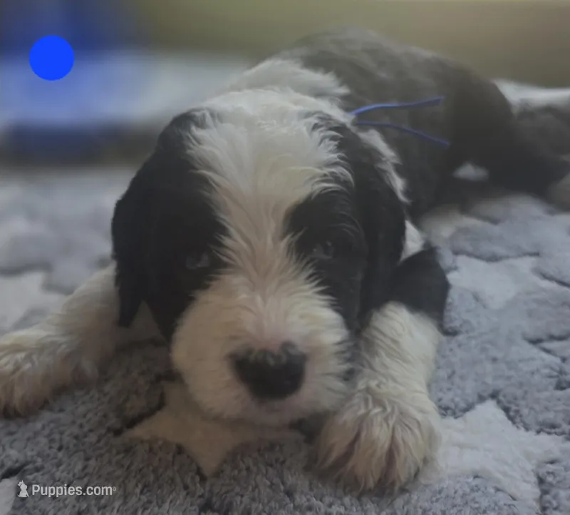 Hosta (dark blue collar) – Sheepadoodle puppy for sale in Canton, OH
