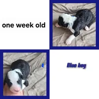 Hosta (dark blue collar), a male Sheepadoodle for sale in Canton, OH – 5 of 7