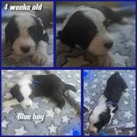 Hosta (dark blue collar), a male Sheepadoodle for sale in Canton, OH – 3 of 7