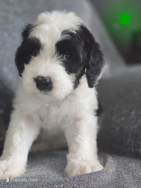 Hibiscus (green collar) – Sheepadoodle puppy for sale in Canton, OH