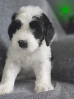 Hibiscus (green collar), a male Sheepadoodle for sale in Canton, OH – 1 of 7