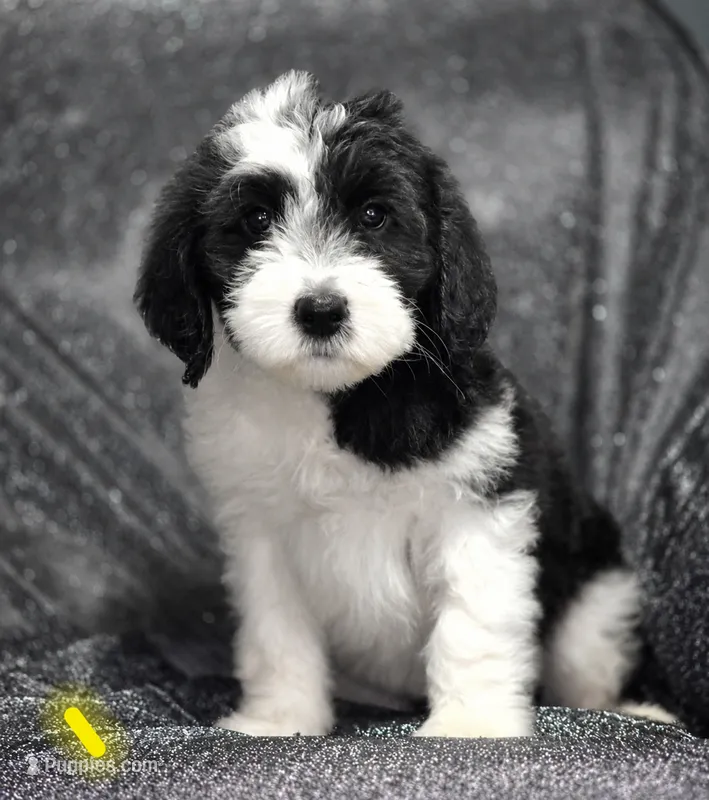 Iris (yellow collar) – Sheepadoodle puppy for sale in Canton, OH