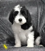 Iris (yellow collar), a female Sheepadoodle for sale in Canton, OH – 1 of 10