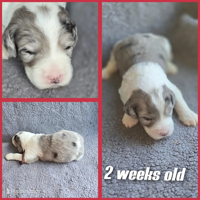 Lilly ( maroon collar) – Sheepadoodle puppy for sale in Canton, OH