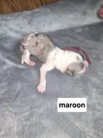 Lilly ( maroon collar), a female Sheepadoodle for sale in Canton, OH – Photo 1 of 5