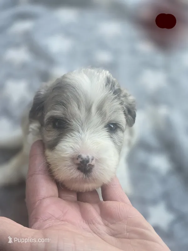 Lilly ( maroon collar) – Sheepadoodle puppy for sale in Canton, OH