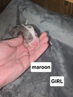 Lilly ( maroon collar), a female Sheepadoodle for sale in Canton, OH – Photo 2 of 5