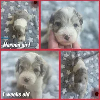 Lilly ( maroon collar), a female Sheepadoodle for sale in Canton, OH – 4 of 8