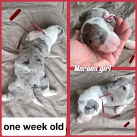 Lilly ( maroon collar), a female Sheepadoodle for sale in Canton, OH – 6 of 8