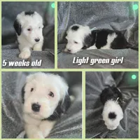 Violet (mint green collar), a female Sheepadoodle for sale in Canton, OH – 2 of 7
