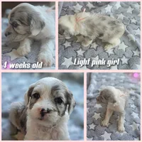 Rose (light pink collar), a female Sheepadoodle for sale in Canton, OH – 4 of 8