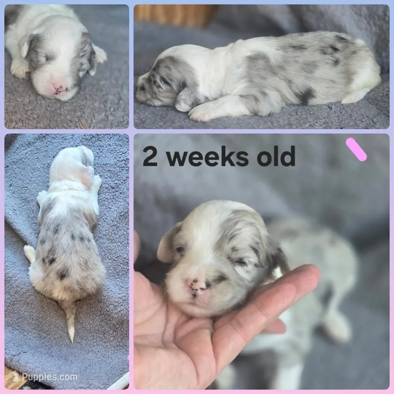 Rose (light pink collar) – Sheepadoodle puppy for sale in Canton, OH