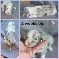 Rose (light pink collar), a female Sheepadoodle for sale in Canton, OH – 5 of 8