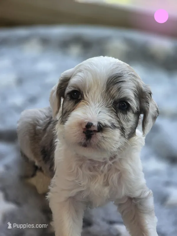 Rose (light pink collar) – Sheepadoodle puppy for sale in Canton, OH