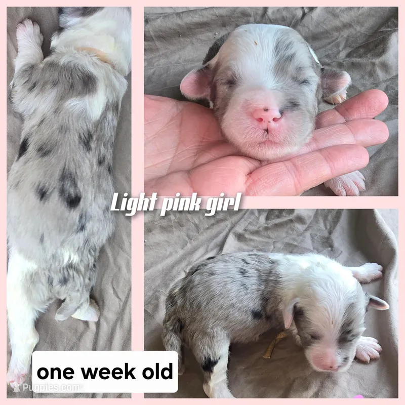 Rose (light pink collar) – Sheepadoodle puppy for sale in Canton, OH