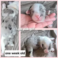 Rose (light pink collar), a female Sheepadoodle for sale in Canton, OH – 8 of 8