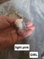 Rose (light pink collar), a female Sheepadoodle for sale in Canton, OH – Photo 2 of 5